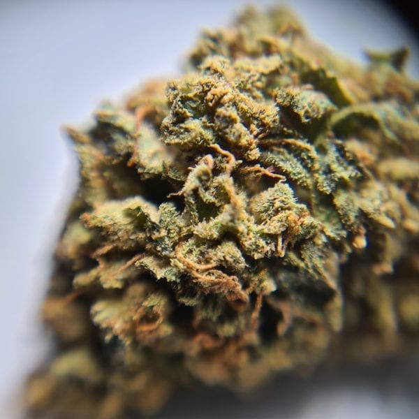 1/2 Oz Special - Comatose | Indica | Knock-Out Strain 26% THC! - Image 2