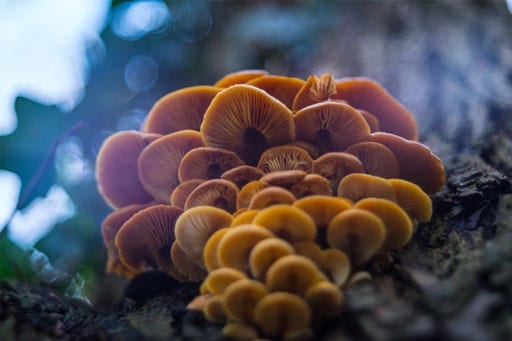 the best medicinal mushroom supplements for riders