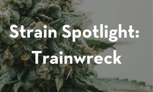 strain-spotlight-trainwreck