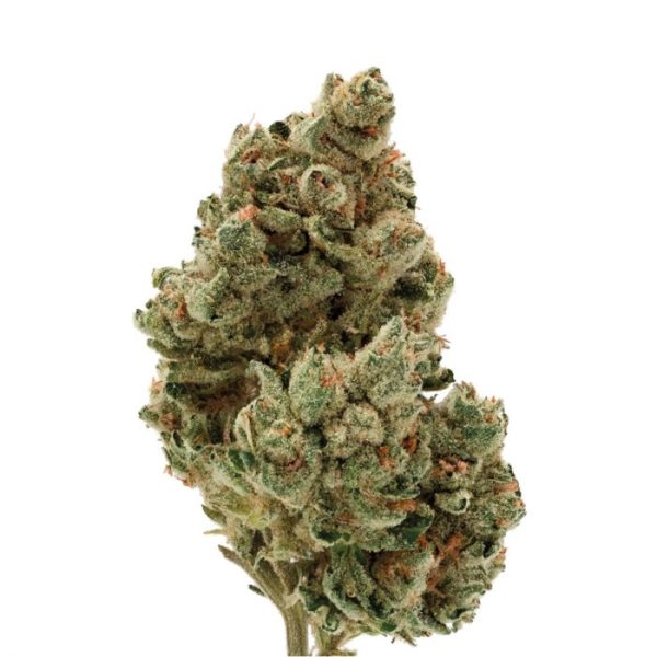 Frosted Gelato | Sativa Dominate Hybrid
