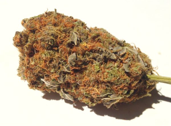 Thors Hammer | Sativa | It's hammer time