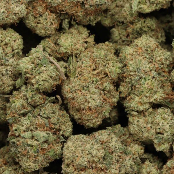 Blueberry Jack - Hybrid - AAA+ - Image 3